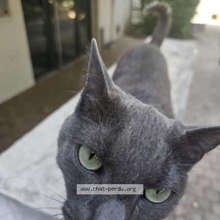 Foto 4/4 Tigris Chat perdido en Tassin la demi lune