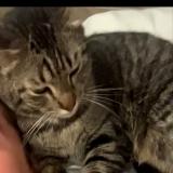 Foto del gato perdido en Vieux Thann