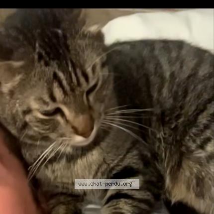 Foto 1/4 Tao Chat perdido en Vieux thann