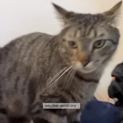 Foto 2/4 Tao Chat perdido en Vieux thann