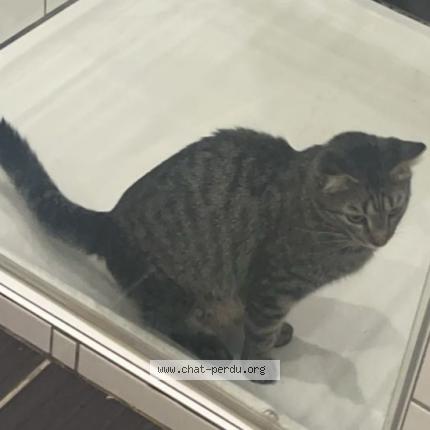 Foto 3/4 Tao Chat perdido en Vieux thann