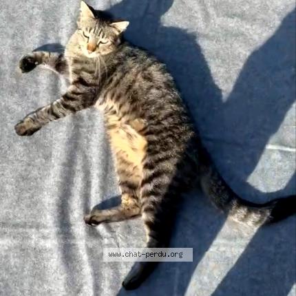 Foto 4/4 Tao Chat perdido en Vieux thann