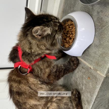 Foto 1/1 Gato encontrado Encontrado en Chace