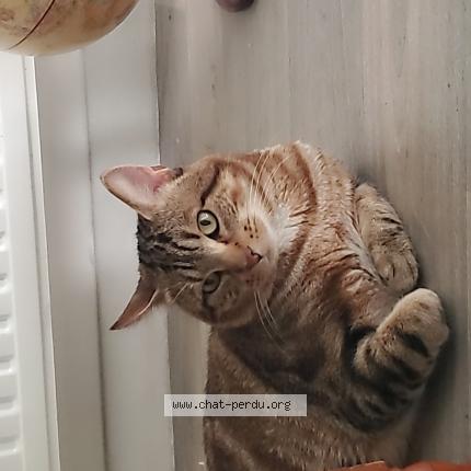 Foto 1/1 Billy Chat perdido en Lyon