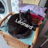 Foto del gato perdido en Fessenheim