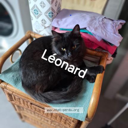 Foto 1/1 Bruno Fornara Bruno Chat perdido en Fessenheim