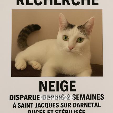 Foto 1/1 Neige Chat perdido en 76160 saint jacques sur darneta