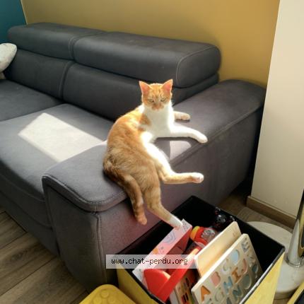 Foto 1/1 Patoune Chat perdido en La chapelle d armentieres