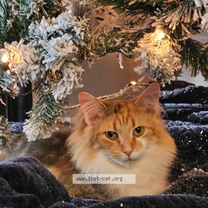 Foto 1/1 Sophie Chat perdido en Blacklick