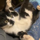 Foto del gato perdido en Laneuveville Devant Nancy