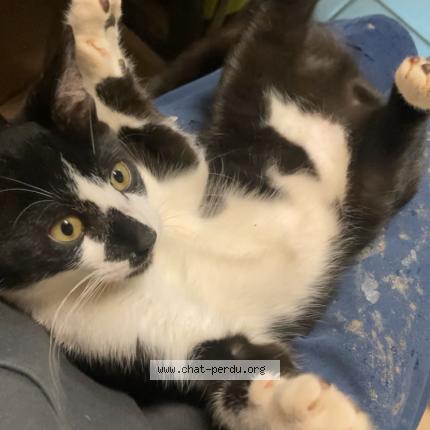 Foto 1/1 Crapule Chat perdido en Laneuveville devant nancy