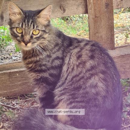 Foto 1/1 Gato encontrado Encontrado en Saint paul