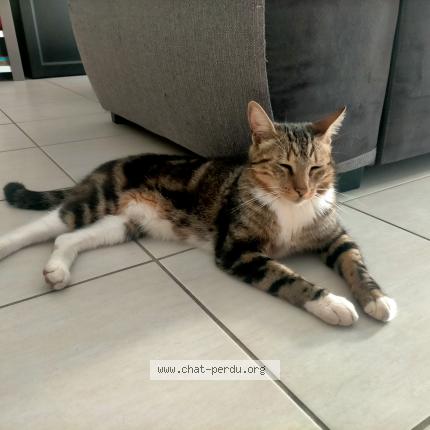 Foto 1/1 Mango Chat perdido en Pont de l isere