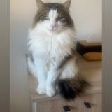 Foto del gato perdido en Ussel