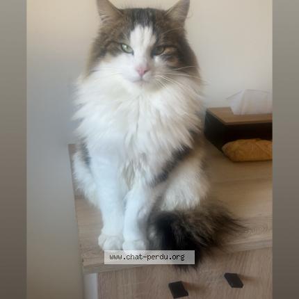 Foto 1/1 Dobby Chat perdido en Ussel