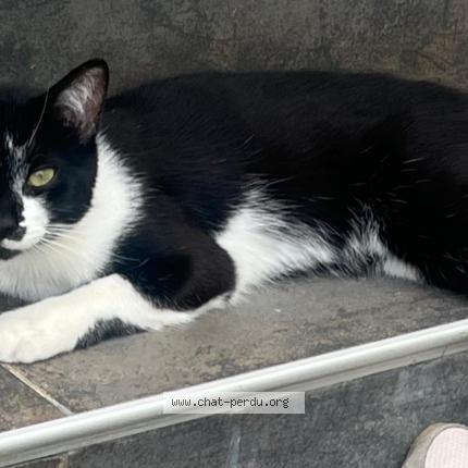 Foto 1/1 CHACHA Chat perdido en Plaisir