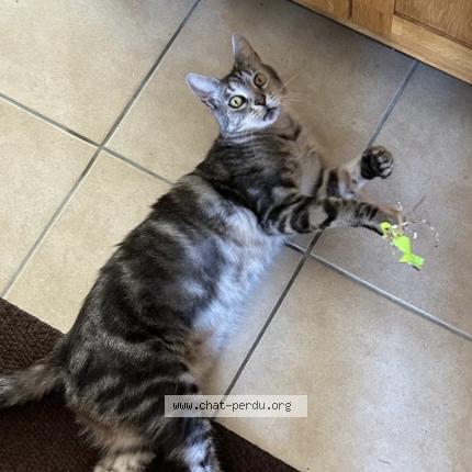 Foto 1/2 Pepito Chat perdido en Champeau en morvan