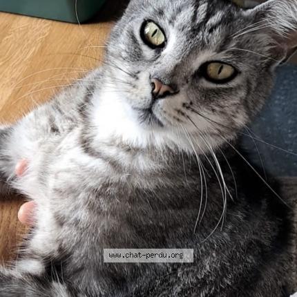Foto 2/2 Pepito Chat perdido en Champeau en morvan