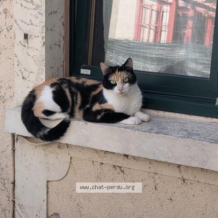 Foto 1/1 Tokyo Chat perdido en Neant sur yvel