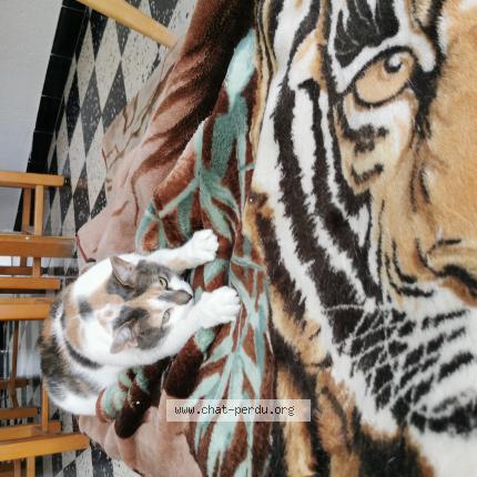 Foto 1/1 Ayamie Chat perdido en Toulouges