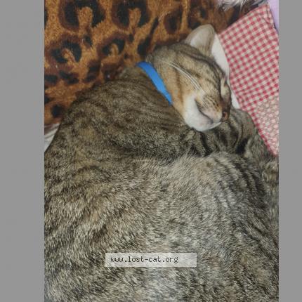 Foto 1/2 Alvin Chat perdido en Pretoria