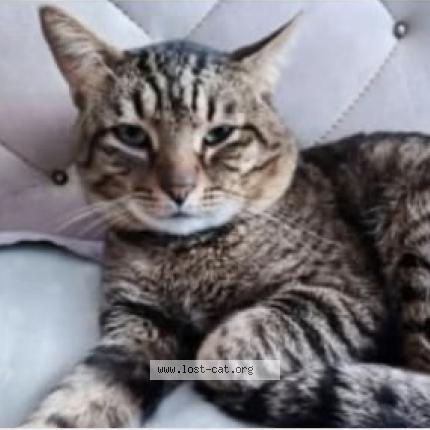 Foto 2/2 Alvin Chat perdido en Pretoria