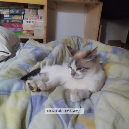 Foto 1/1 Gato encontrado Perdido en La ferte bernard