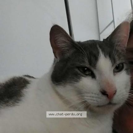 Foto 1/1 Minou Chat perdido en Vielmur sur agout