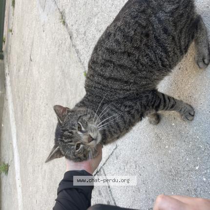 Foto 1/1 Gato encontrado Encontrado en Paris