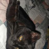 Foto del gato perdido en Pusignan