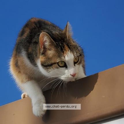 Foto 1/1 Moye Chat perdido en St maurice colombier