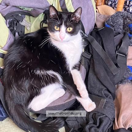 Foto 1/1 Kawaï Chat perdido en Liege