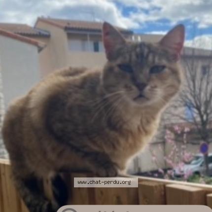 Foto 1/1 Loupiote Chat perdido en Montelimar