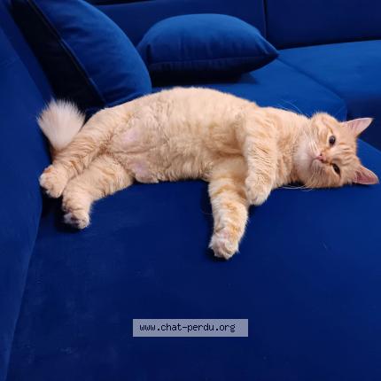 Foto 1/1 Pasha Chat perdido en Le chambon feugerolles