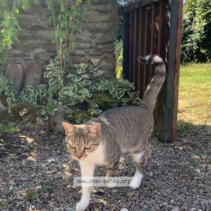 Foto 1/1 Tinette Chat perdido en Echalas