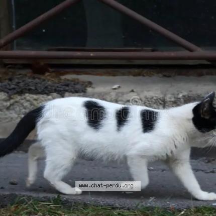 Foto 1/1 DARKACHOU Chat perdido en Rosieres pres troyes