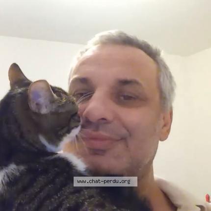 Foto 2/2 Duchesse Chat perdido en Grasse