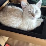 Foto del gato perdido en Gaillard