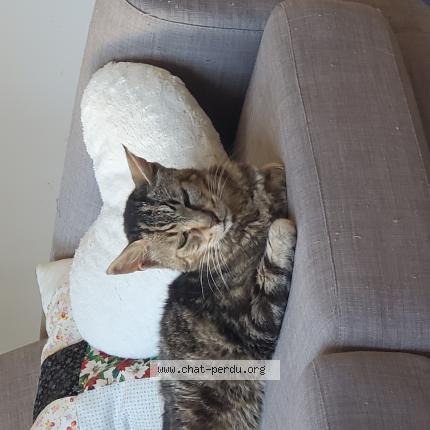 Foto 1/1 Tigrou Chat perdido en Epinay sur seine