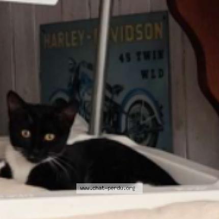 Foto 1/1 Cathy Chat perdido en Orleans