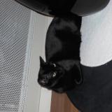 Foto del gato perdido en Rennes