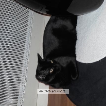 Foto 1/1 Shab Chat perdido en Rennes