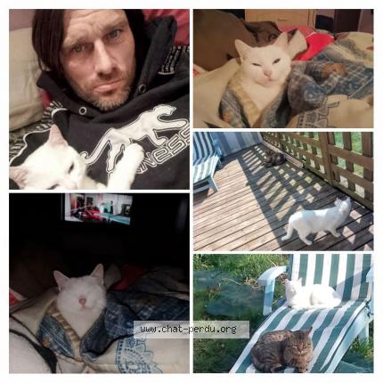 Foto 1/1 Bella Chat perdido en La loge