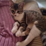 Foto del gato perdido en Vieux Boucau Les Bains