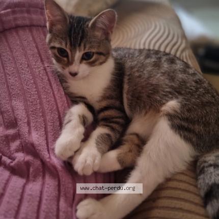 Foto 1/1 Câline Chat perdido en Vieux boucau les bains