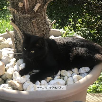 Foto 1/1 Mia Chat perdido en Unieux