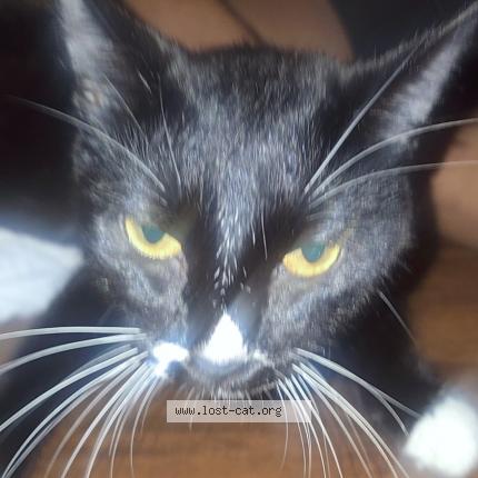 Foto 1/1 Rose Chat perdido en Minneapolis