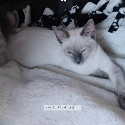 Foto 1/1 Cotton Chat perdido en Las cruces