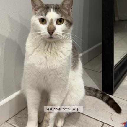 Foto 1/1 Pito Chat perdido en Saint symphorien d ozon