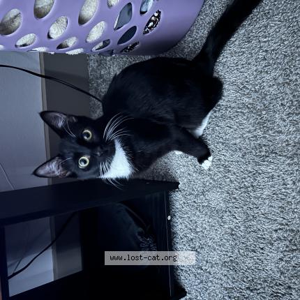 Foto 1/1 Toby Chat perdido en Tampa